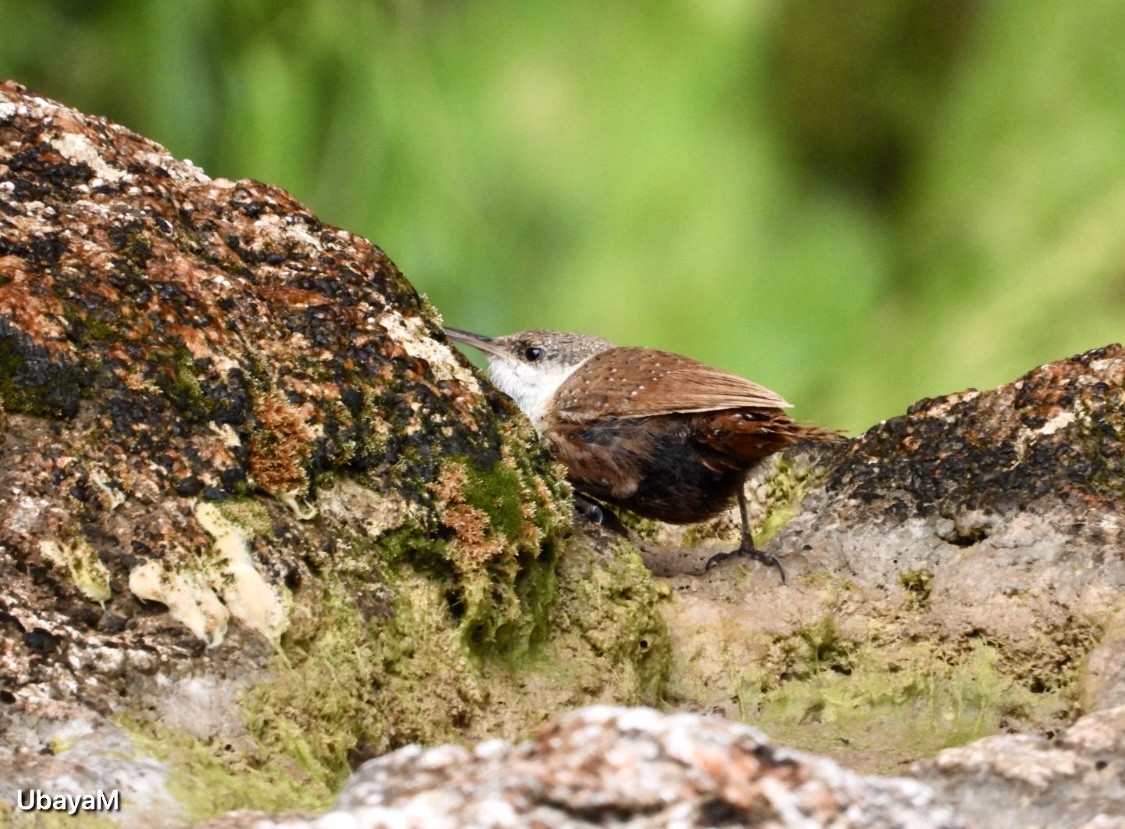 Canyon Wren - ML641631937