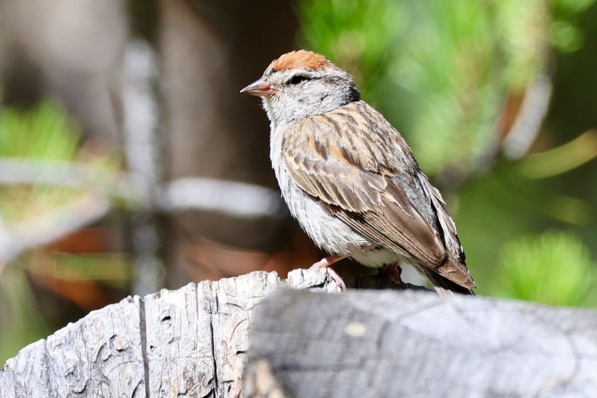 Chipping Sparrow - ML641631942