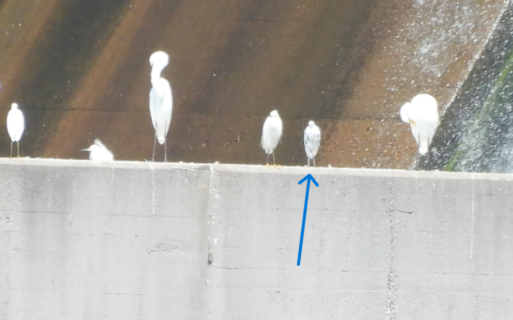 Little Blue Heron x Snowy Egret (hybrid) - ML641631945