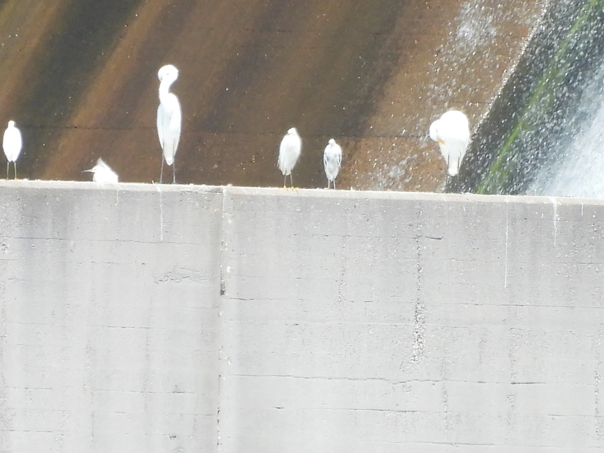 Little Blue Heron x Snowy Egret (hybrid) - ML641631949