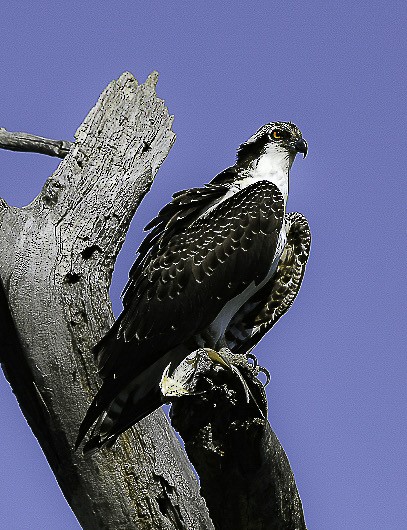 Osprey (American) - ML641631960