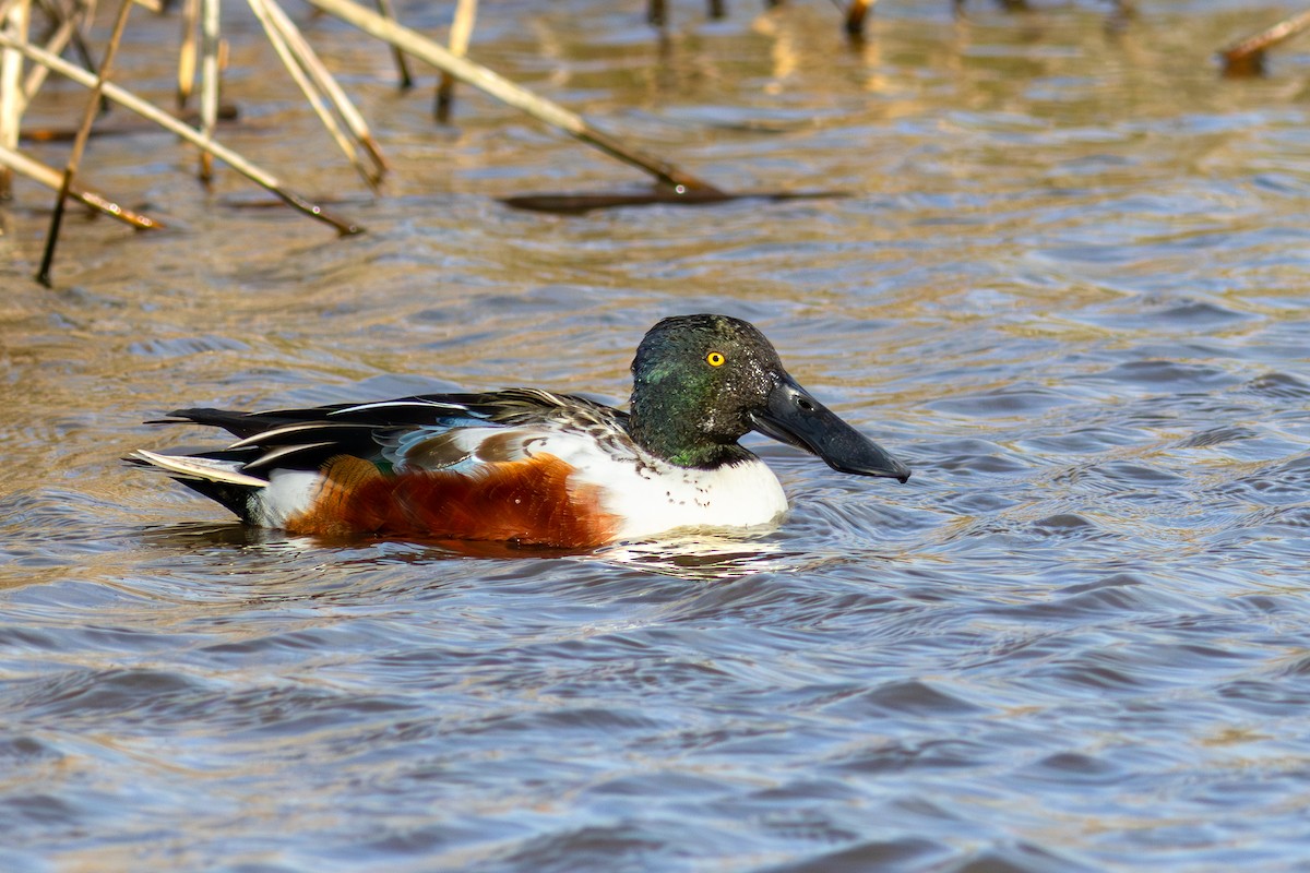 Northern Shoveler - ML641631967