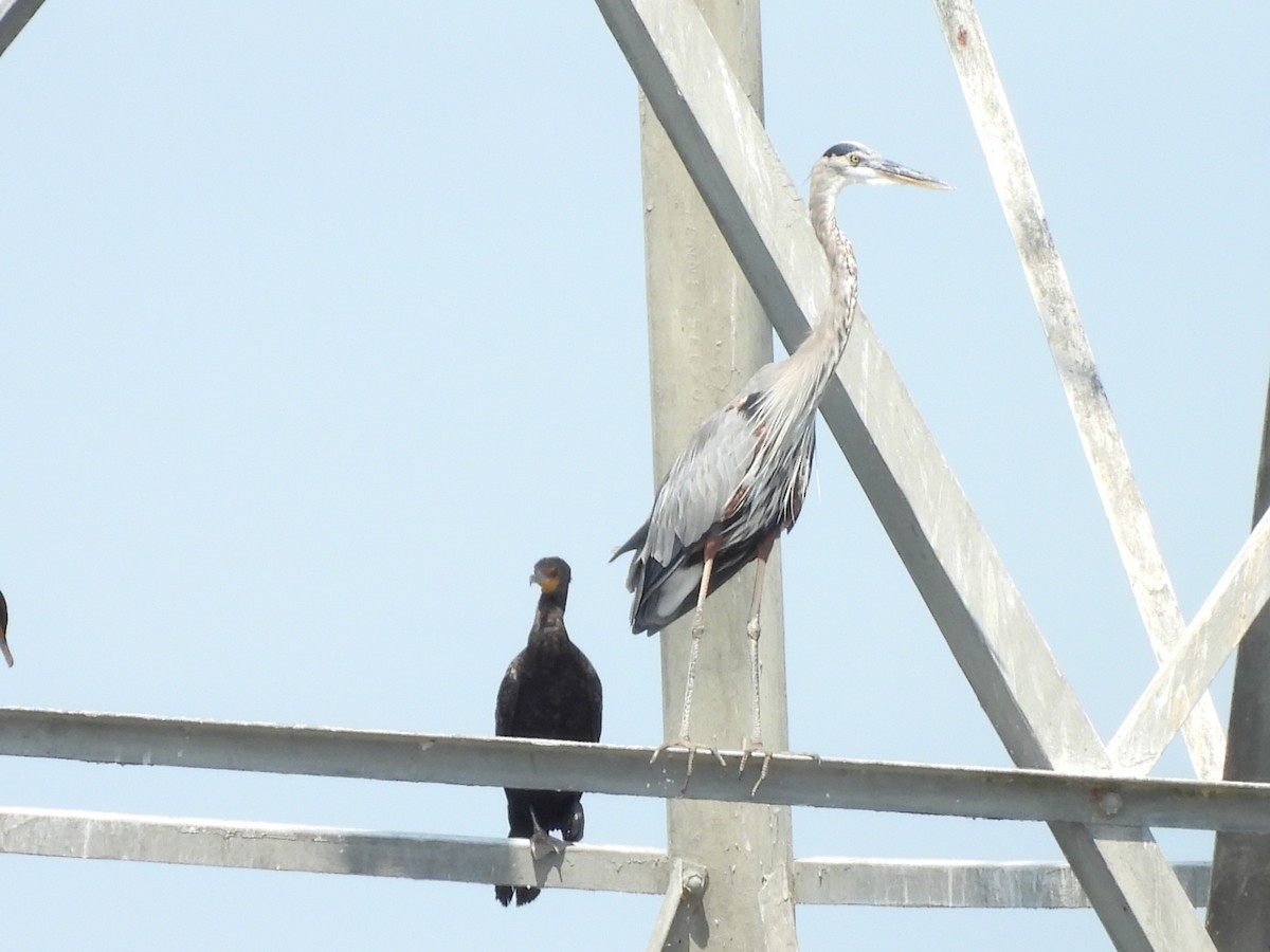 Great Blue Heron (Great Blue) - ML641631970