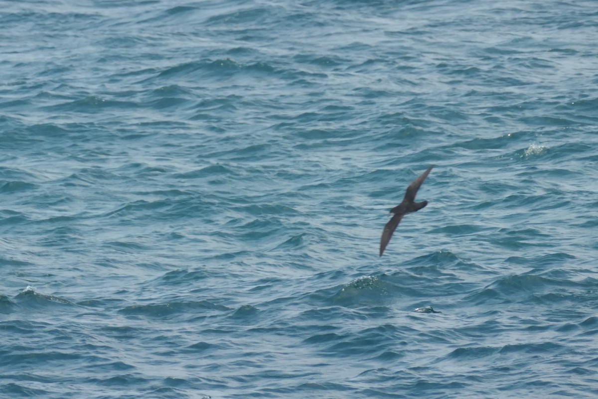 Galapagos Yelkovanı - ML641632014