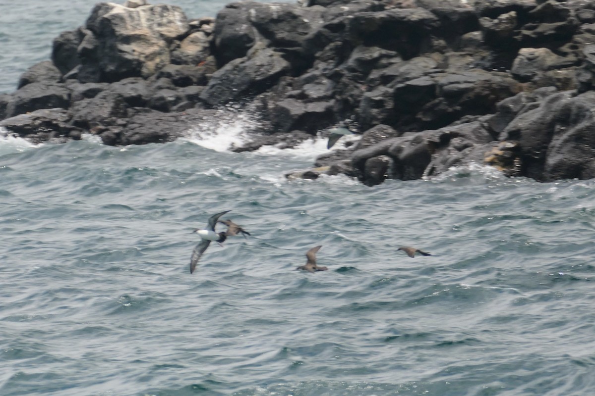 Galapagos Yelkovanı - ML641632075