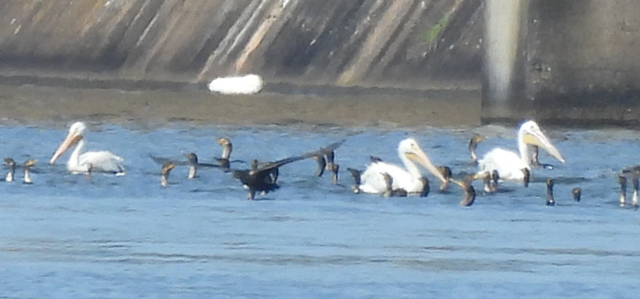 American White Pelican - ML641632095