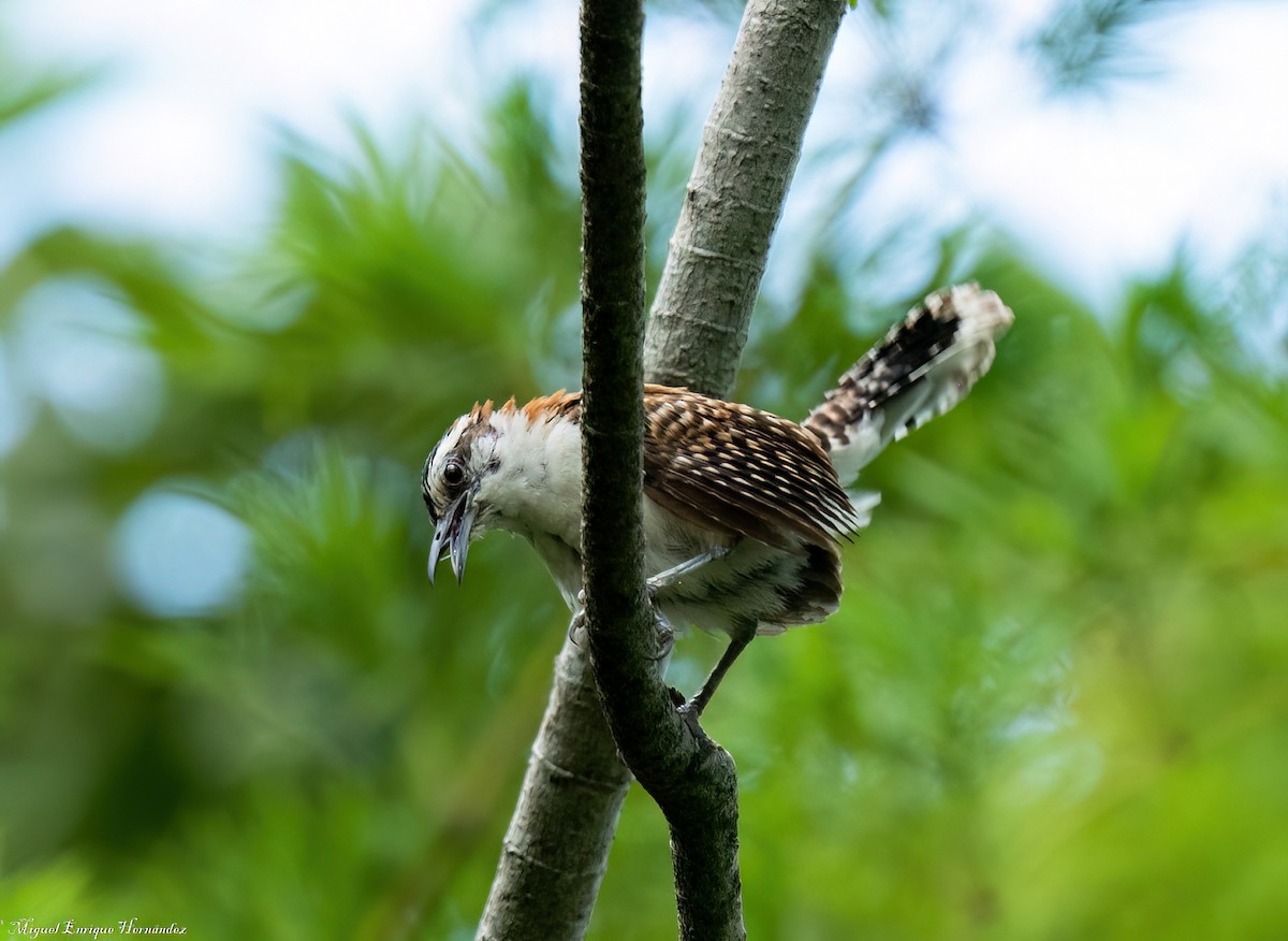 Rufous-backed Wren - ML641632097