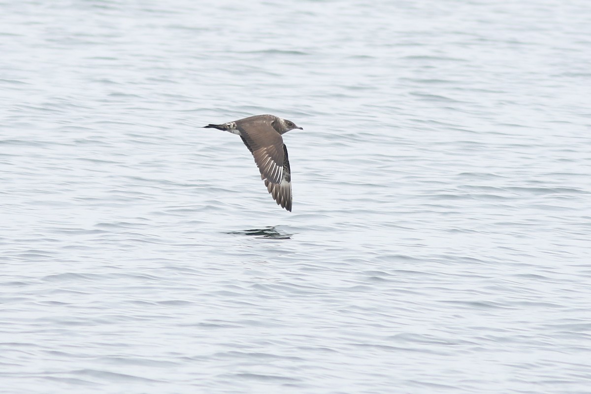 Parasitic Jaeger - ML641632126