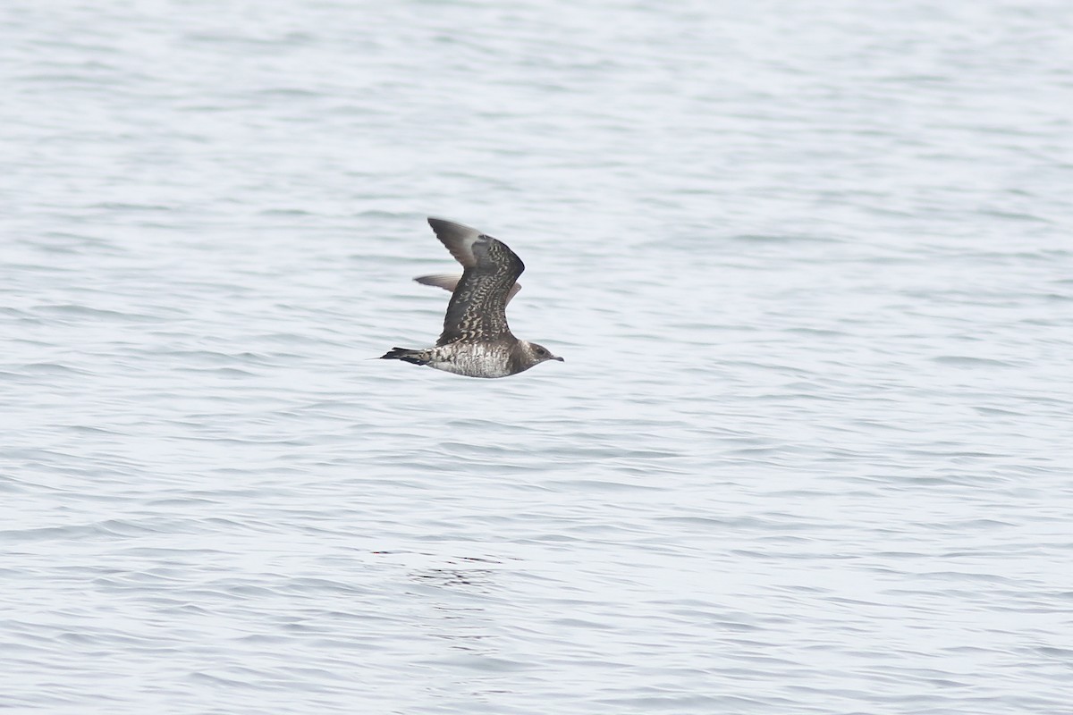 Parasitic Jaeger - ML641632127