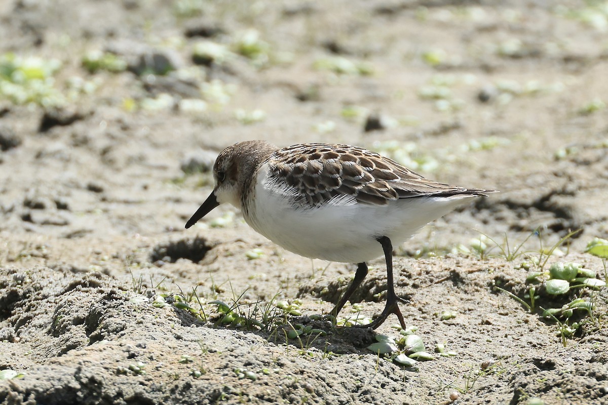 Semipalmated Sandpiper - E R