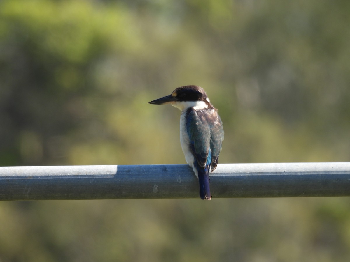 Forest Kingfisher - ML641632148
