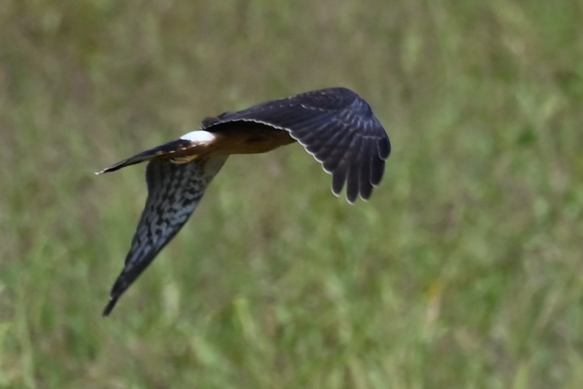 Northern Harrier - ML641632284
