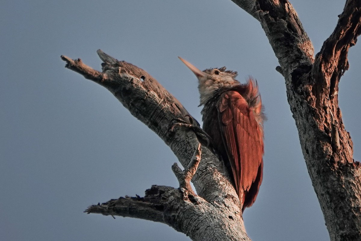 Straight-billed Woodcreeper - ML641632292