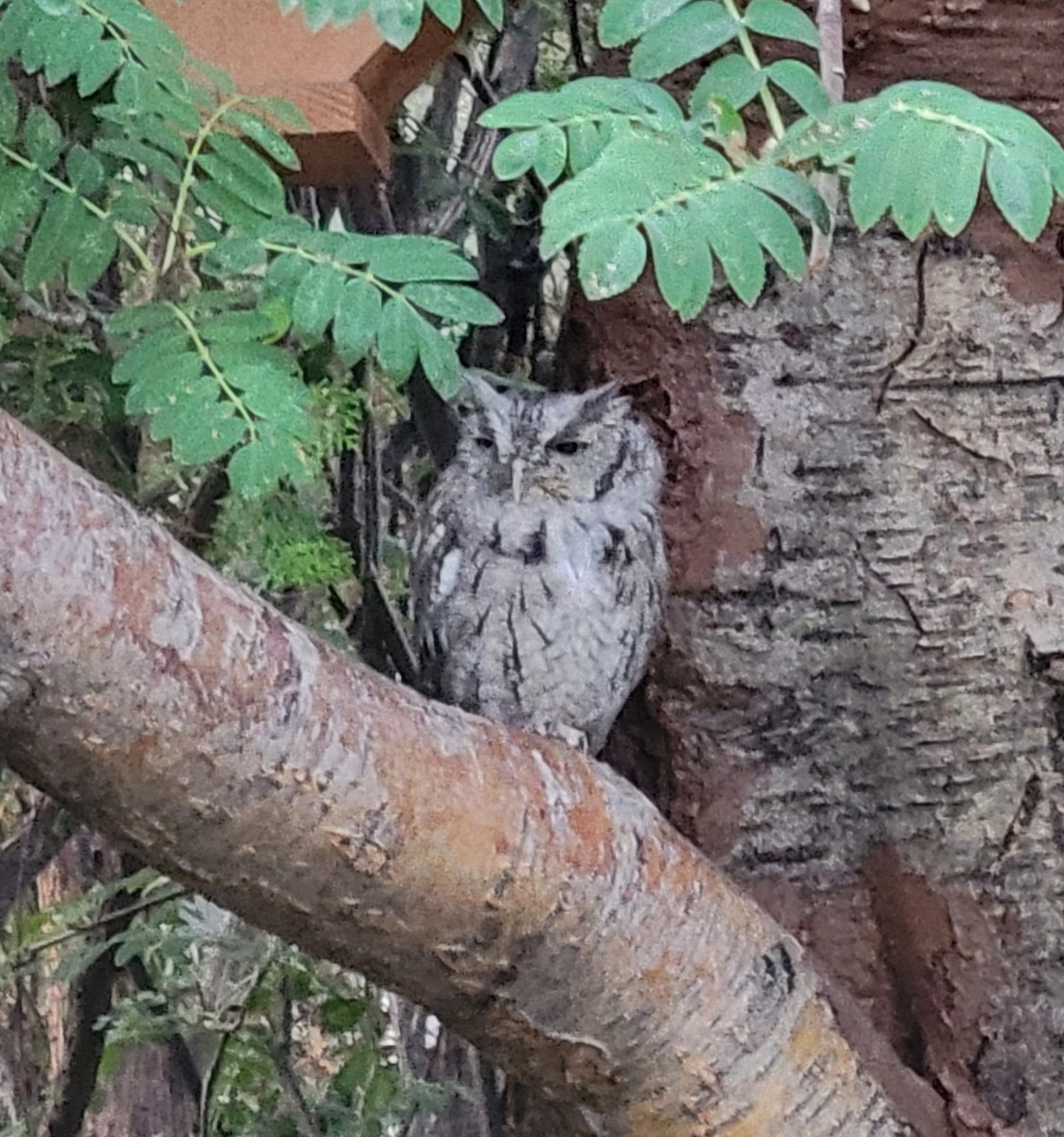 Eastern Screech-Owl - ML641632298