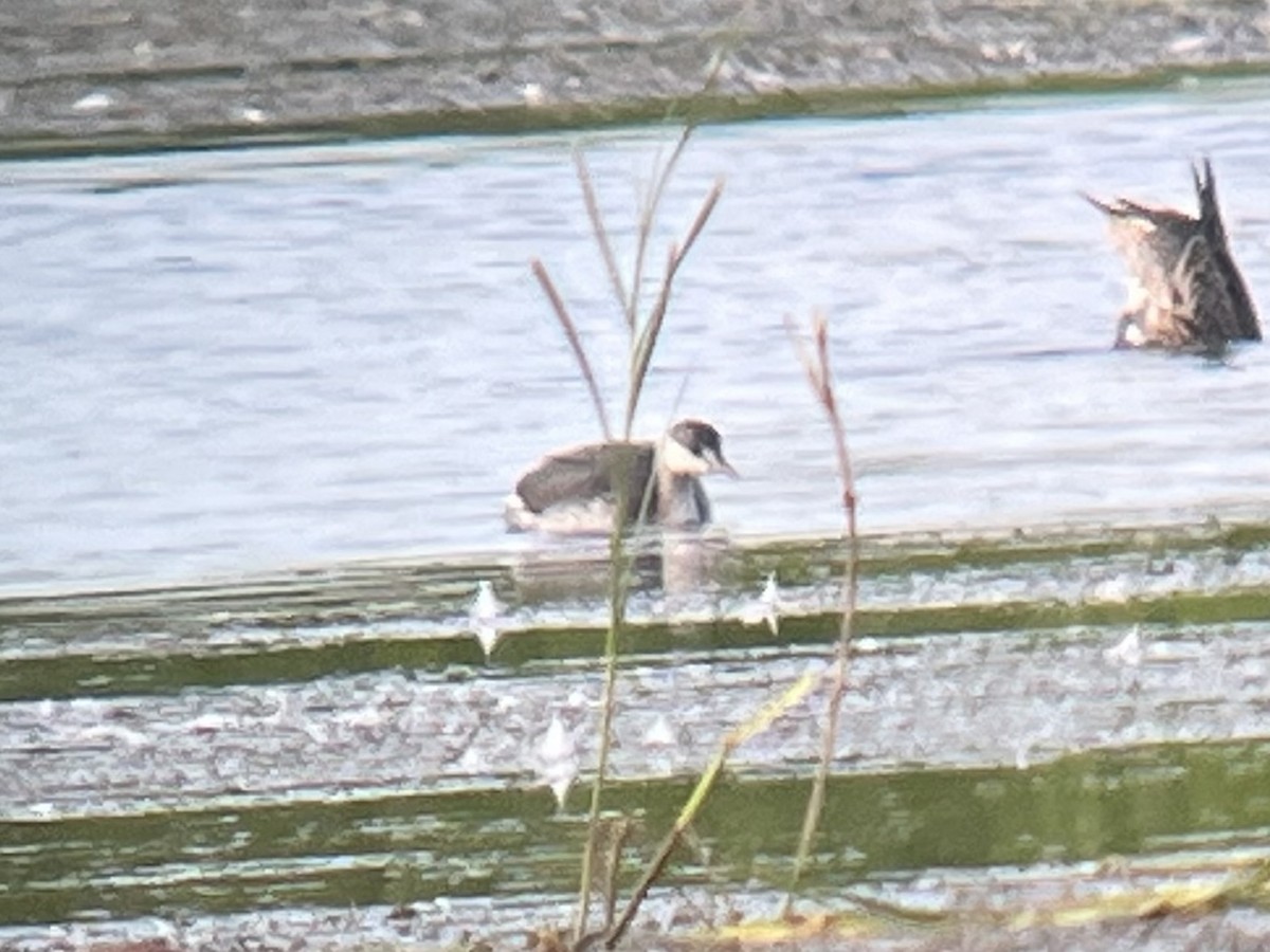 Horned Grebe - ML641632309
