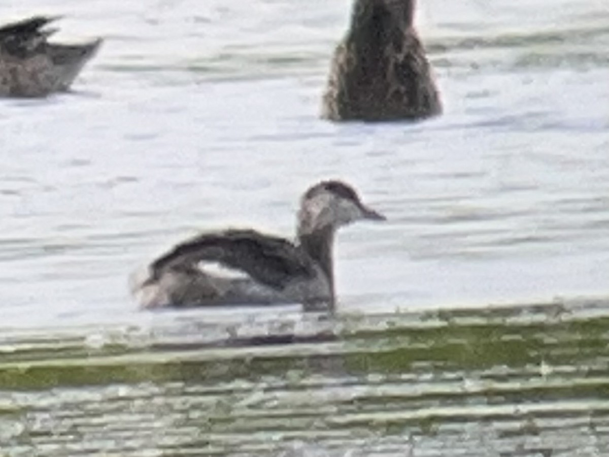 Horned Grebe - ML641632310