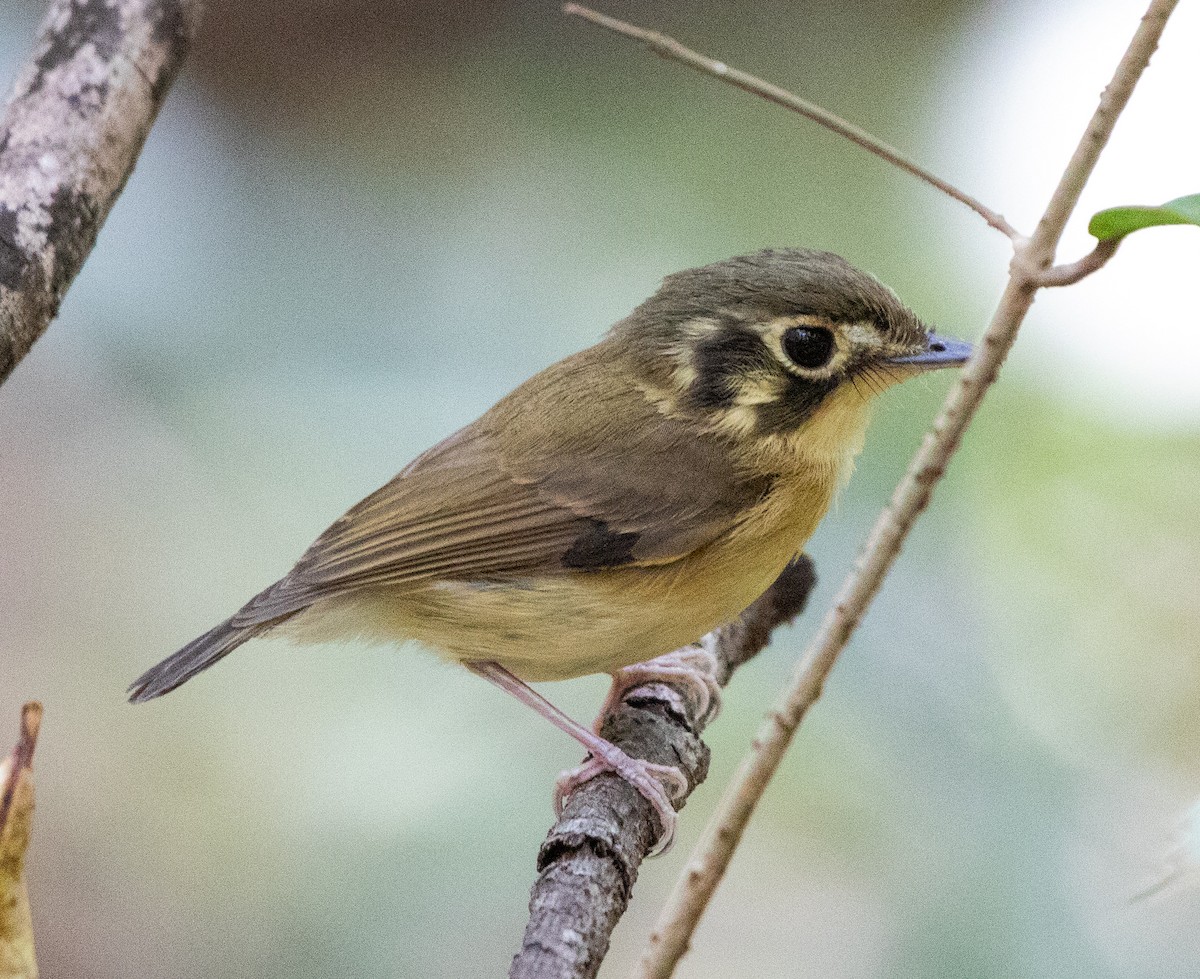 White-throated Spadebill - ML641632402