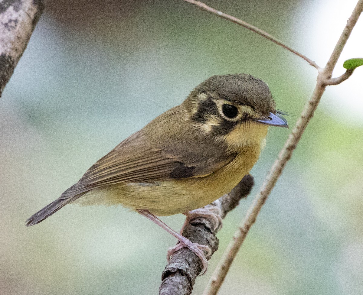 White-throated Spadebill - ML641632403