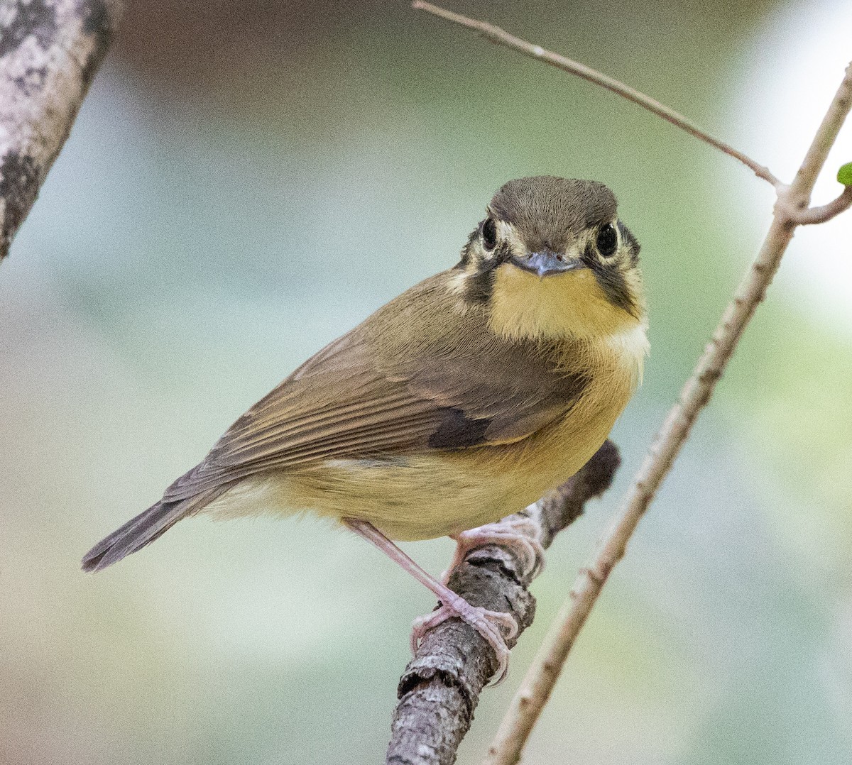 White-throated Spadebill - ML641632404