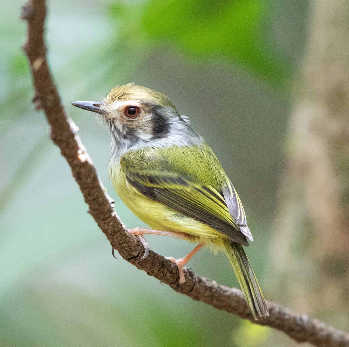 Eared Pygmy-Tyrant - ML641632450