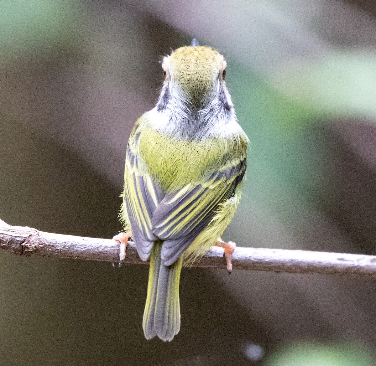 Eared Pygmy-Tyrant - ML641632452