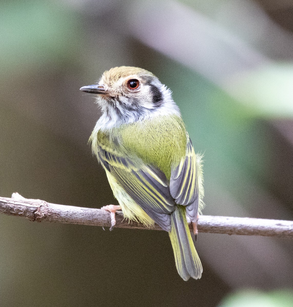 Eared Pygmy-Tyrant - ML641632453