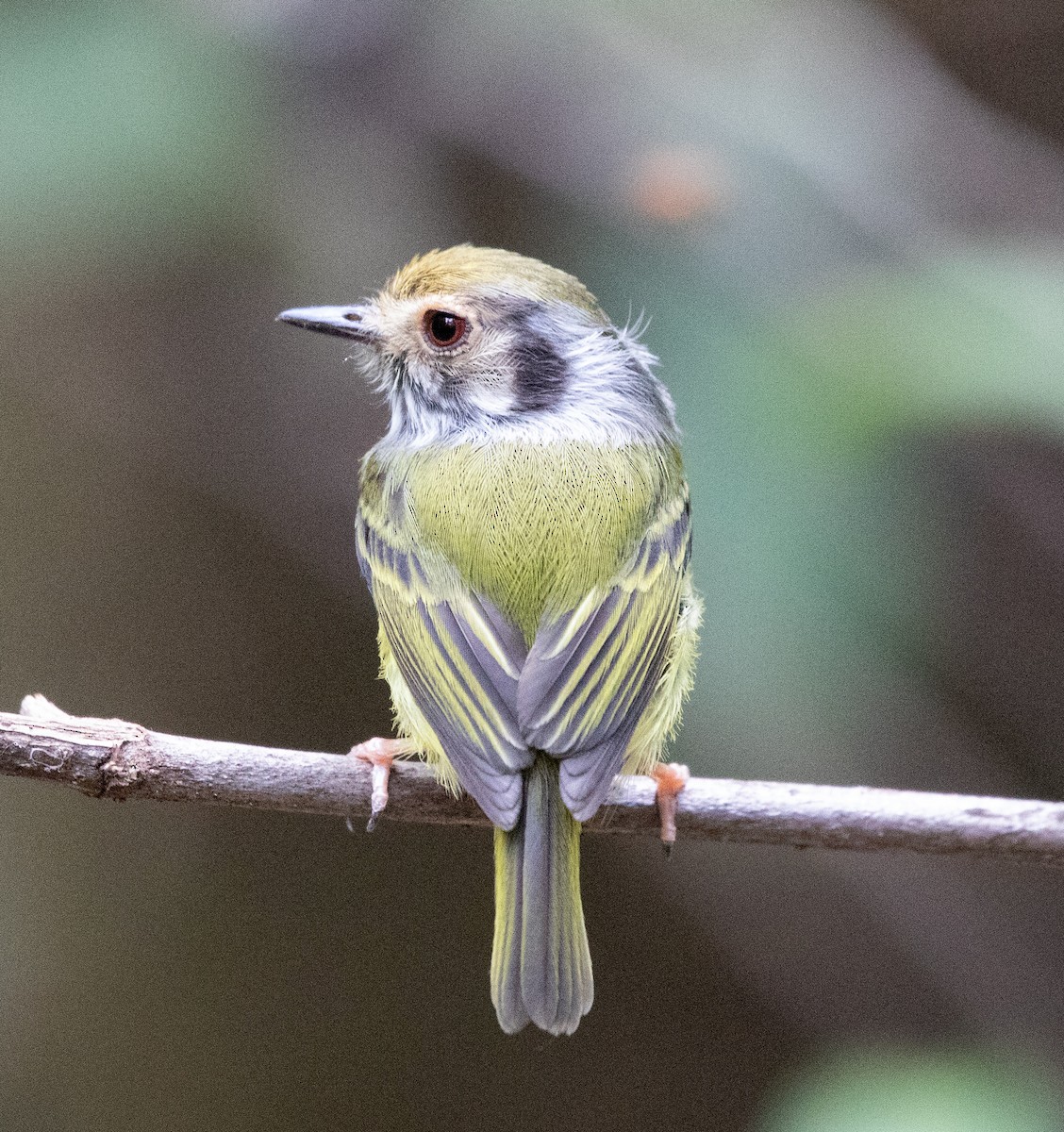 Eared Pygmy-Tyrant - ML641632454