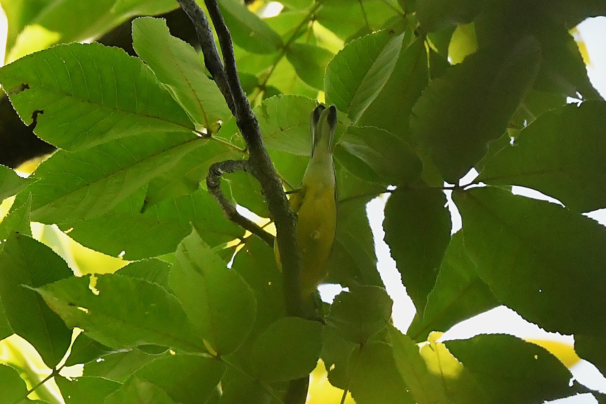 blåvingeparula - ML641632456