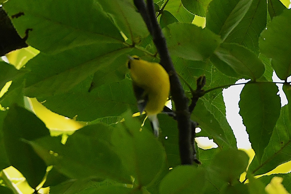 blåvingeparula - ML641632457