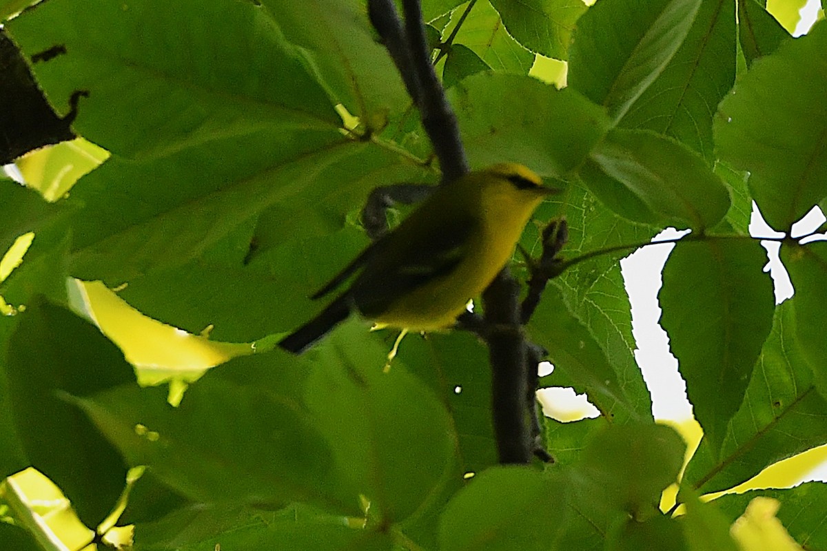 blåvingeparula - ML641632458
