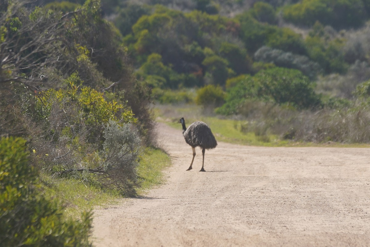 Эму - ML641632508