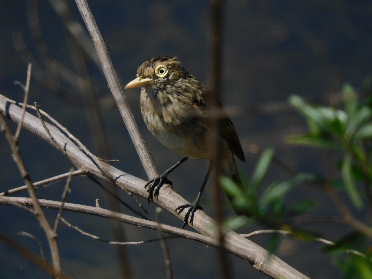 Spectacled Tyrant - ML641632517