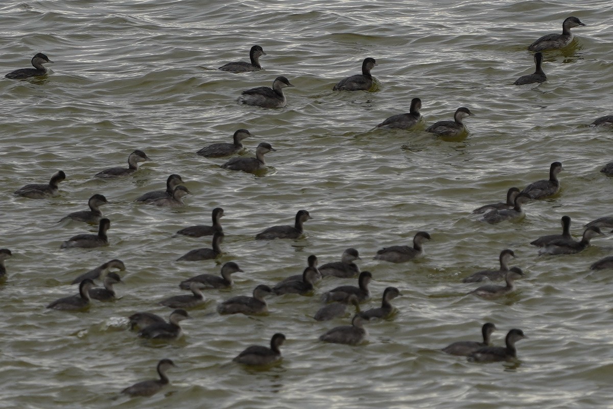 Седоголовая поганка - ML641632522