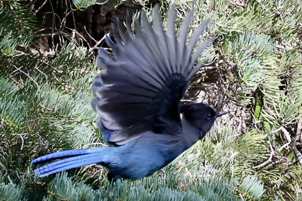 Steller's Jay - ML641632532