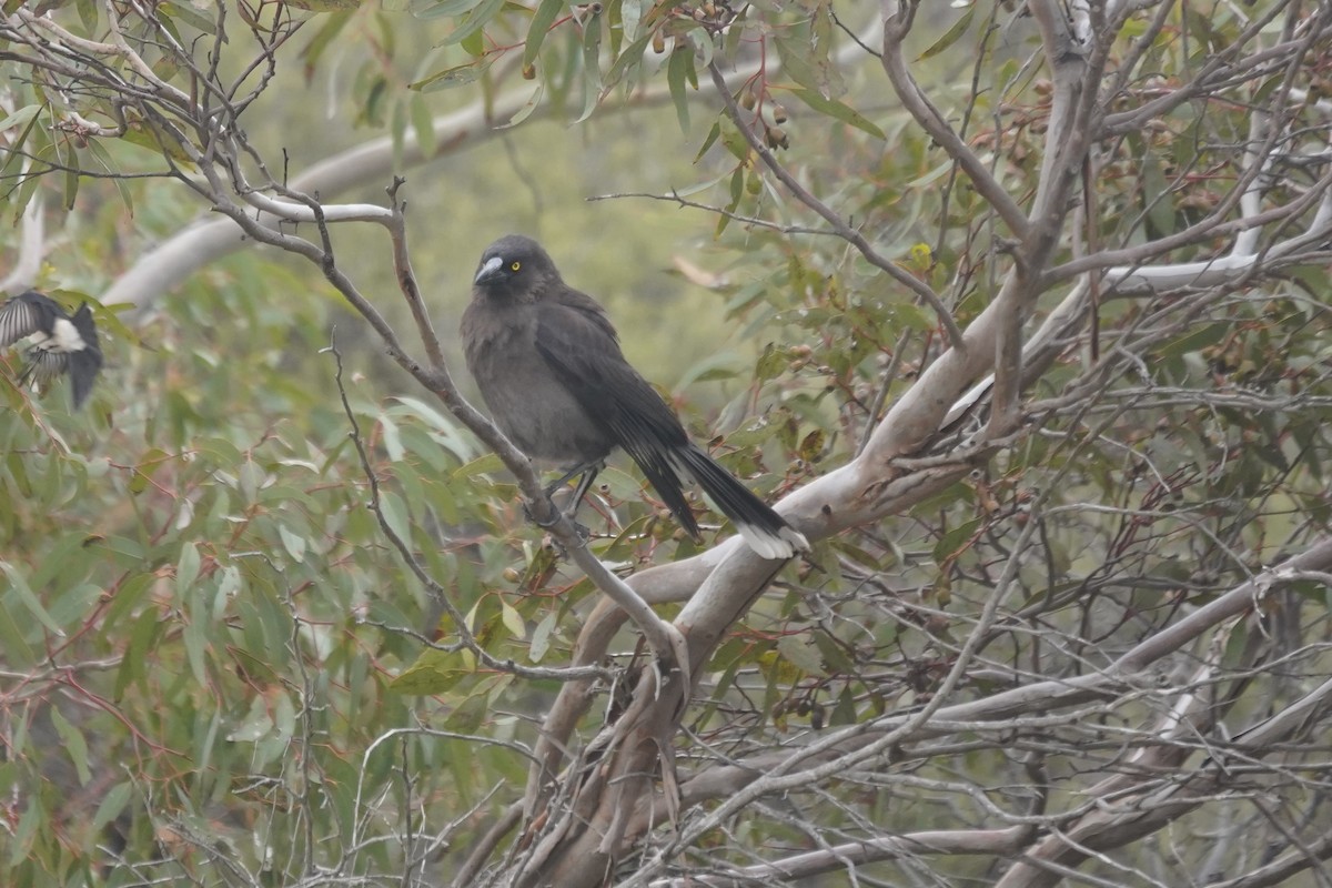 Изменчивый куравонг - ML641632533