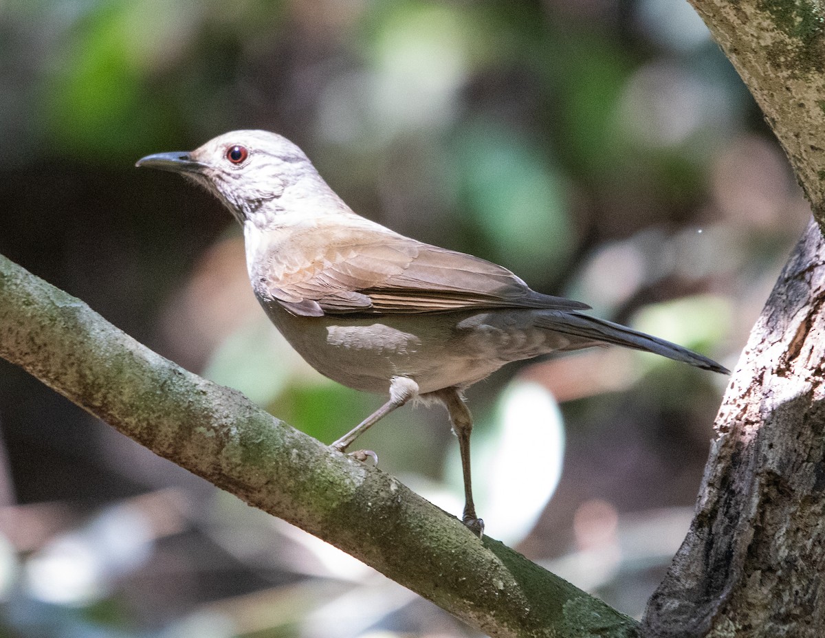 Pale-breasted Thrush - ML641632554