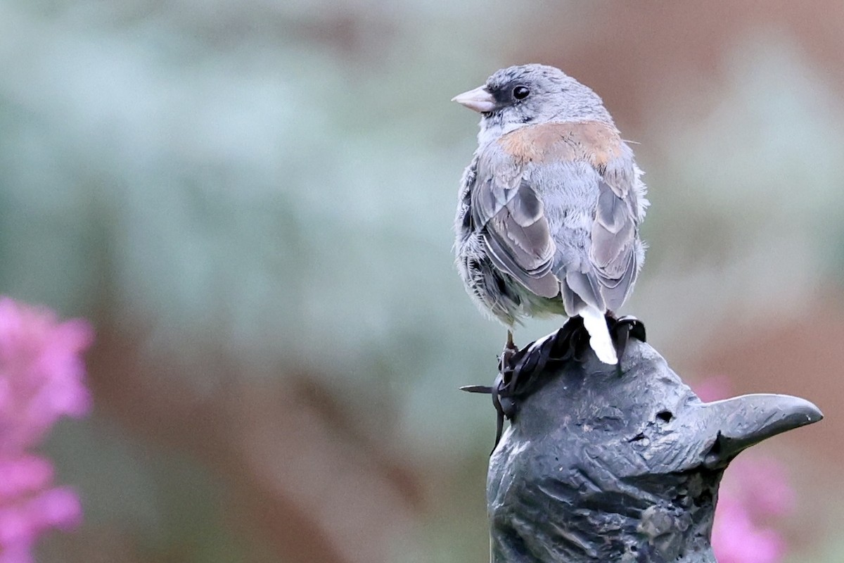 Dark-eyed Junco - ML641632572