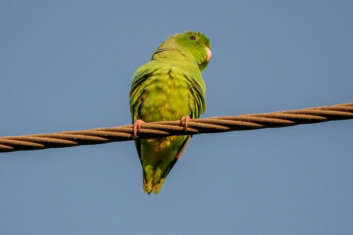Turquoise-winged Parrotlet - ML641632589