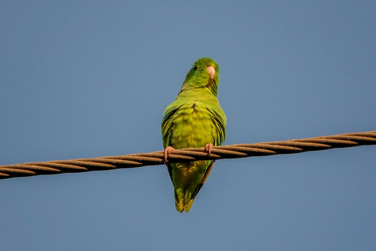 Turquoise-winged Parrotlet - ML641632592