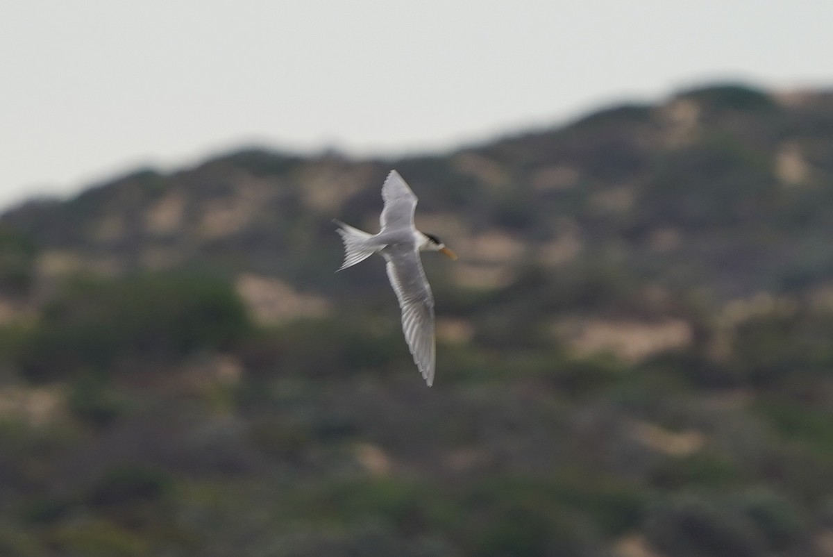 Хохлатая крачка - ML641632620