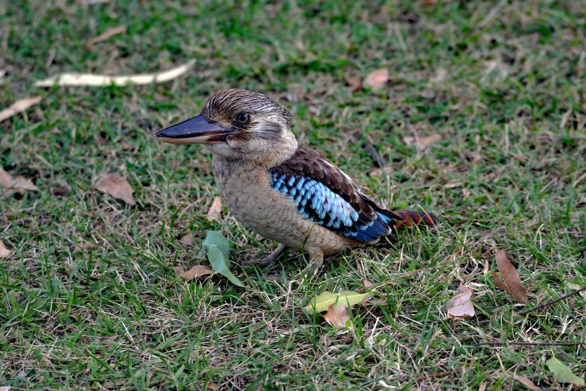 Blue-winged Kookaburra - ML641632843