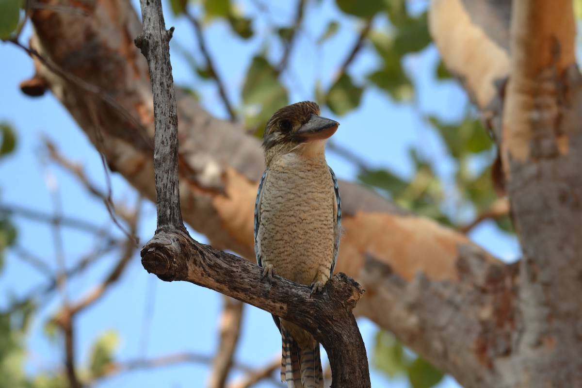 Blue-winged Kookaburra - ML641632844