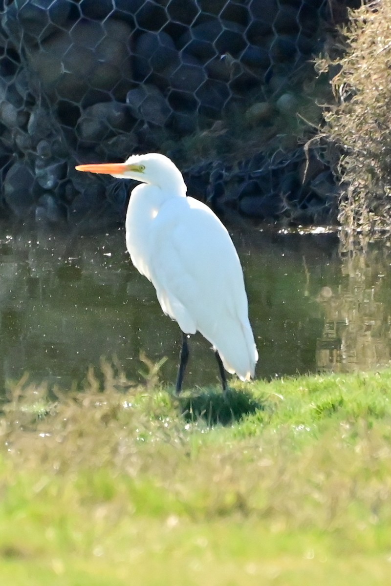 egretthegre - ML641632857