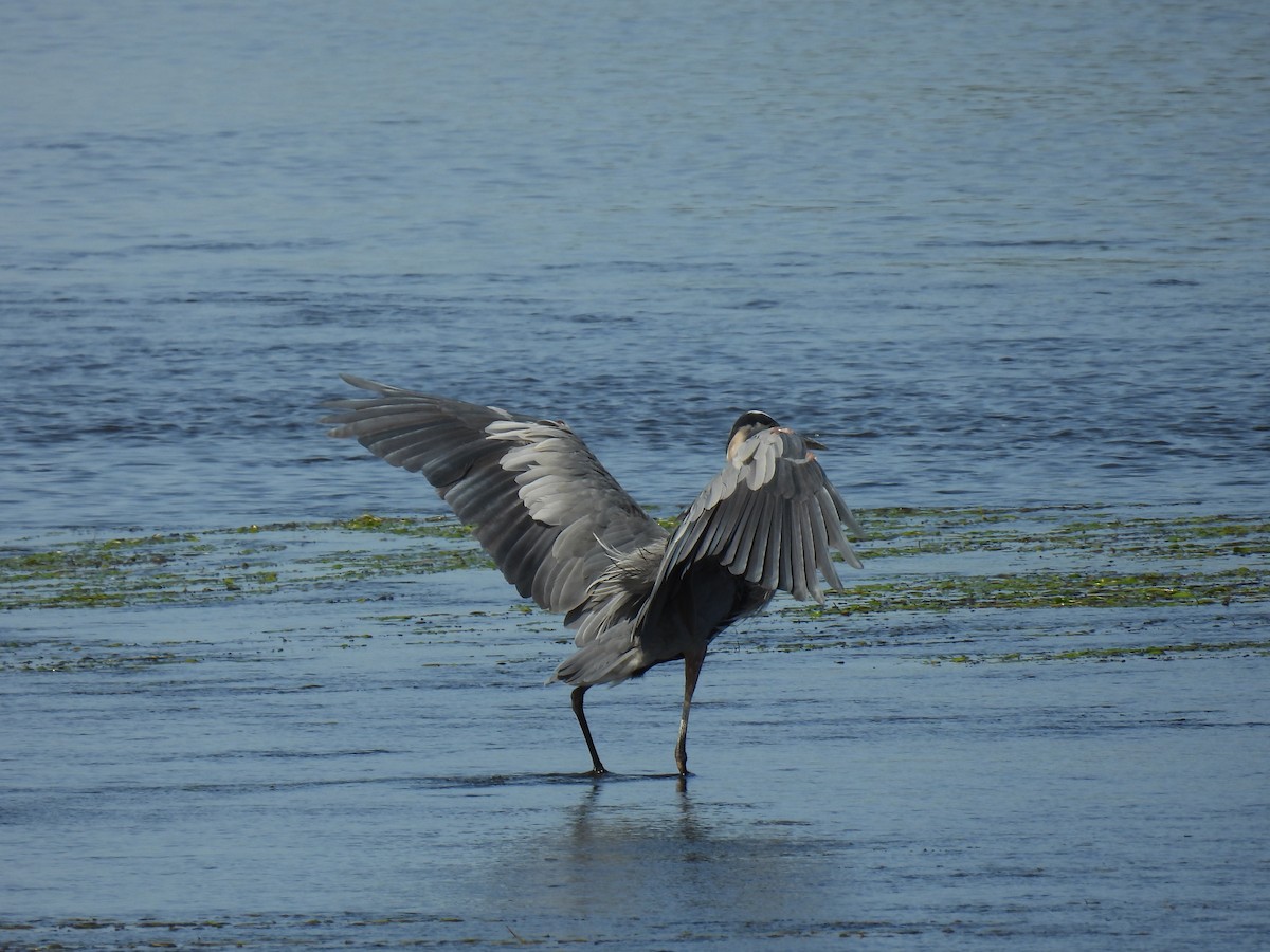 Great Blue Heron - ML641632868