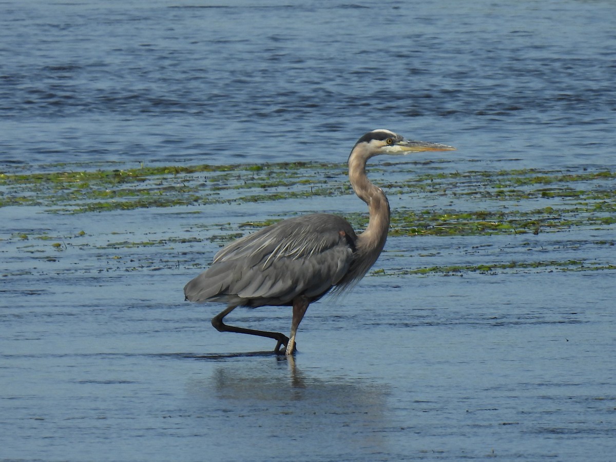 Great Blue Heron - ML641632881