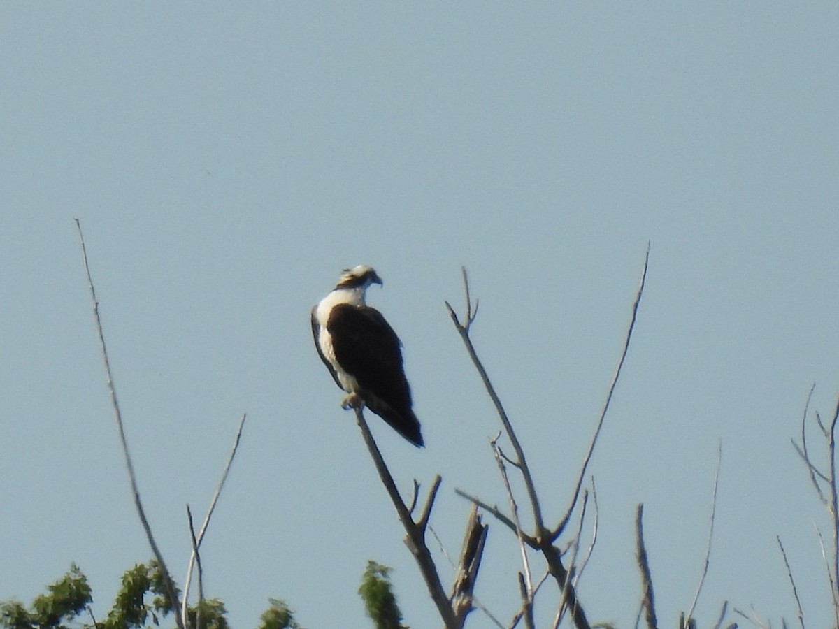 Osprey - ML641632893