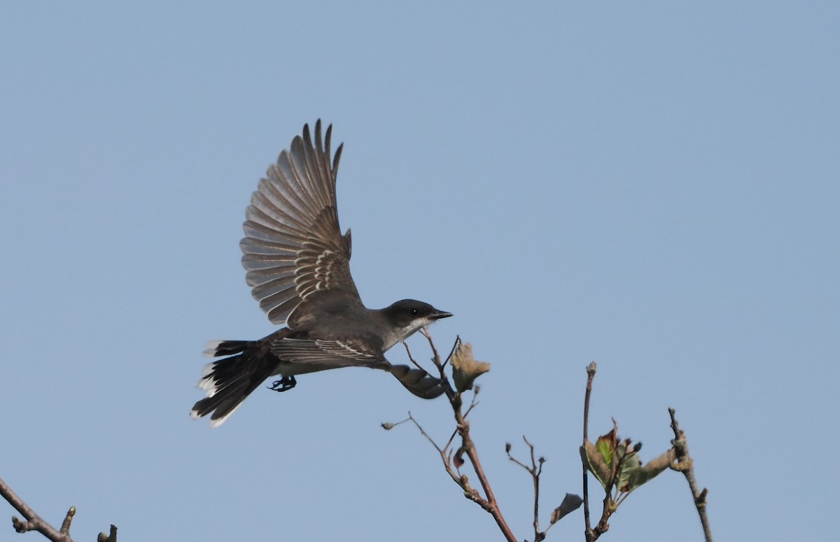 Eastern Kingbird - ML641632942