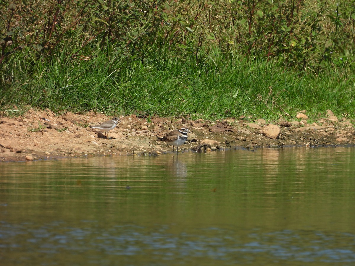 Keilschwanz-Regenpfeifer - ML641632945