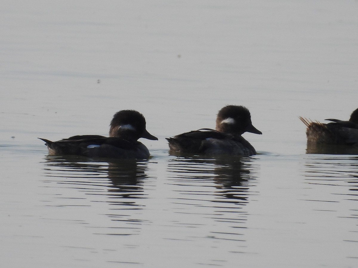 Bufflehead - ML641632968