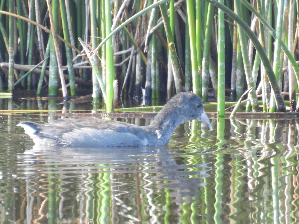 American Coot - ML641632986